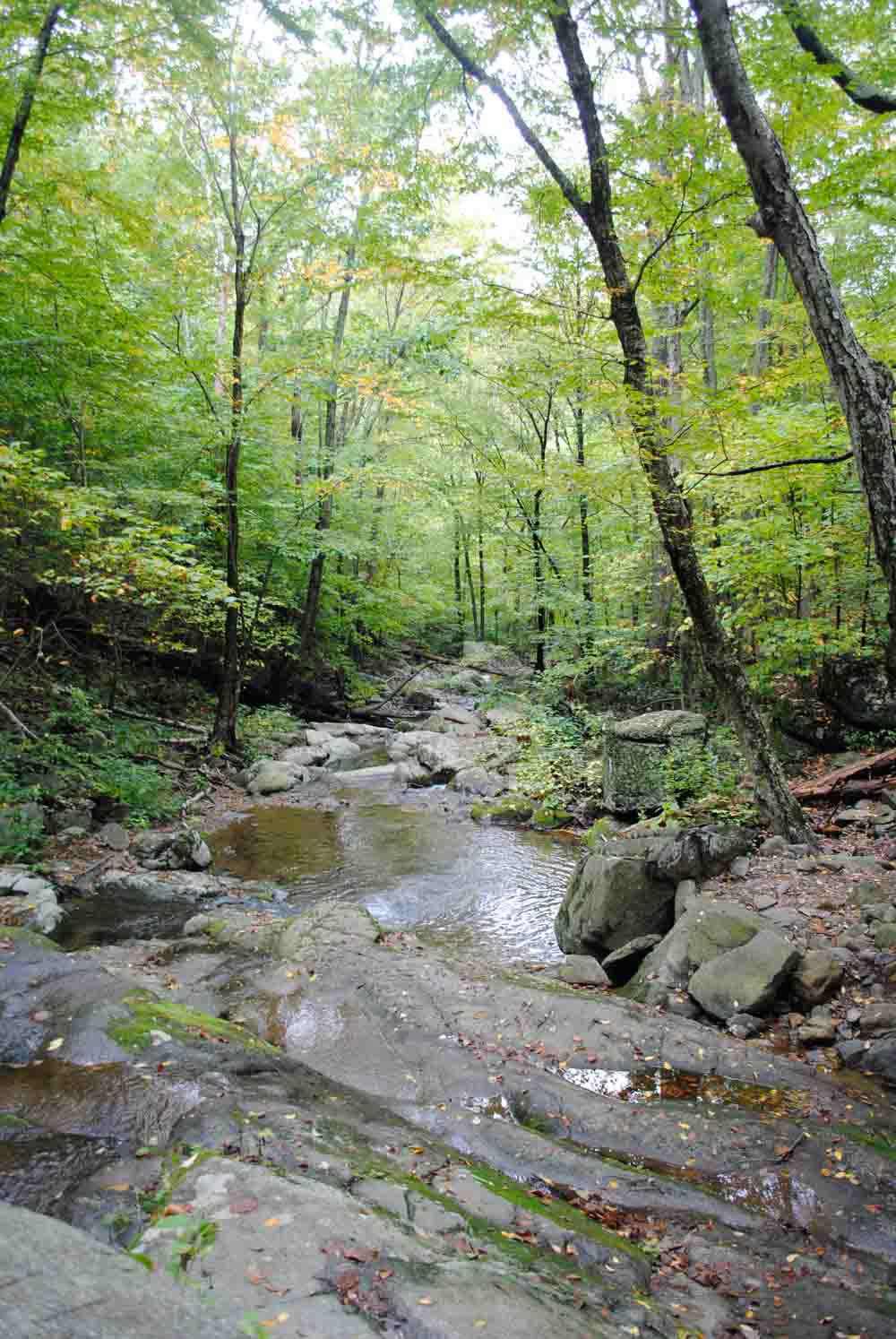 Along the Rock Hollow trail near Luray