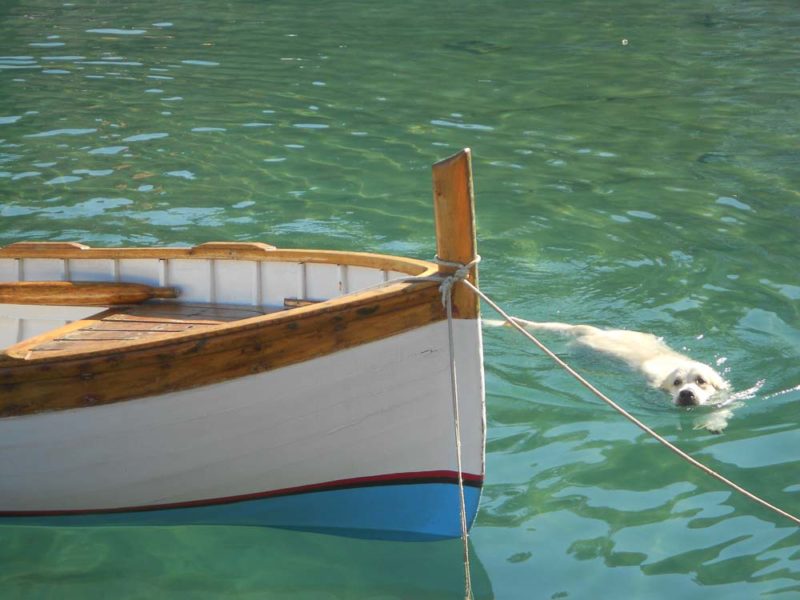 Dog swimming in Levanto Italy