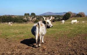 Maremma Cattle