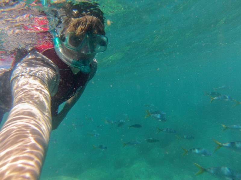 Snorkelling with colourful in the whitsundays