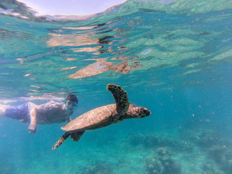 Snorkelling with a turtle in the Whitsundays