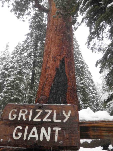 Grizzy Giant in Mariposa Grove, California