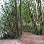 One of the hiking trails around the coast near Mons Klint