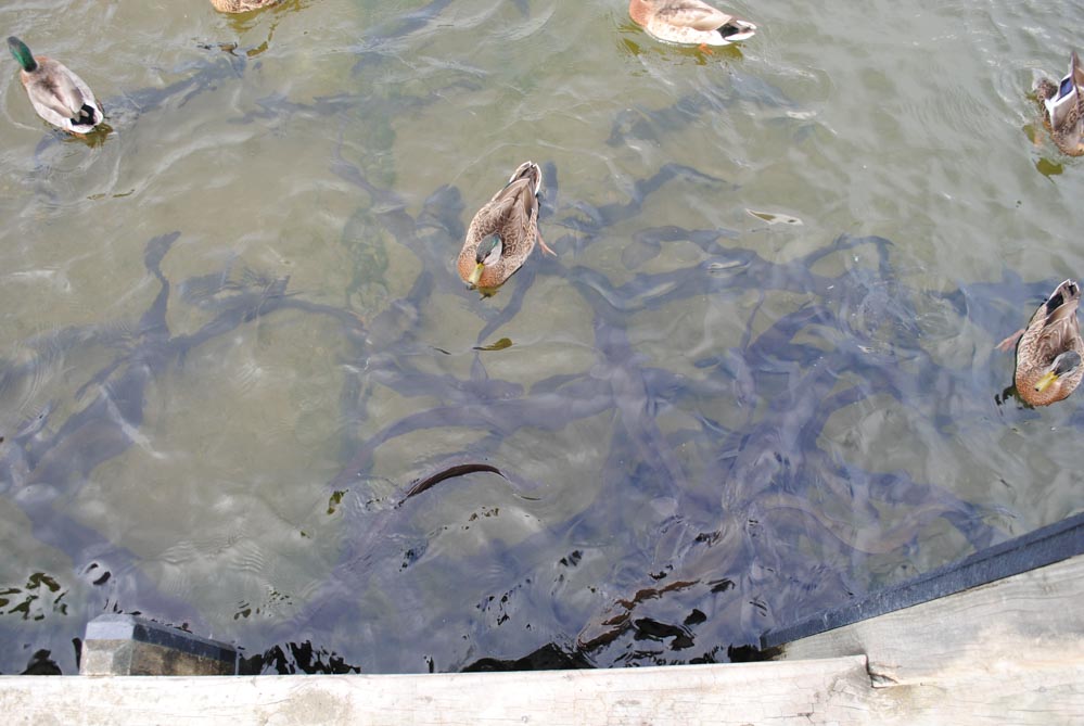 Eels at Lake Rotoiti New Zealand