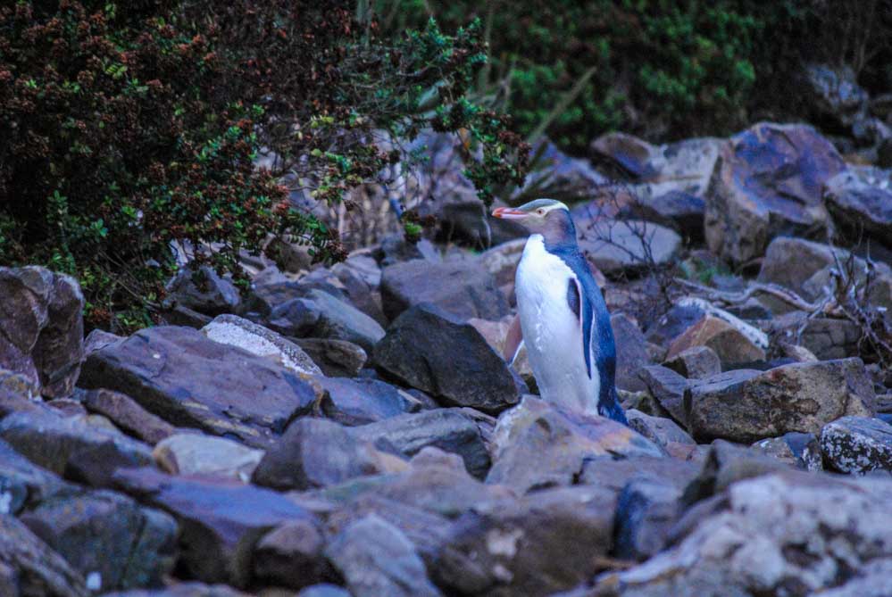 Penguin in Curio Bay The Catlins, New Zealand