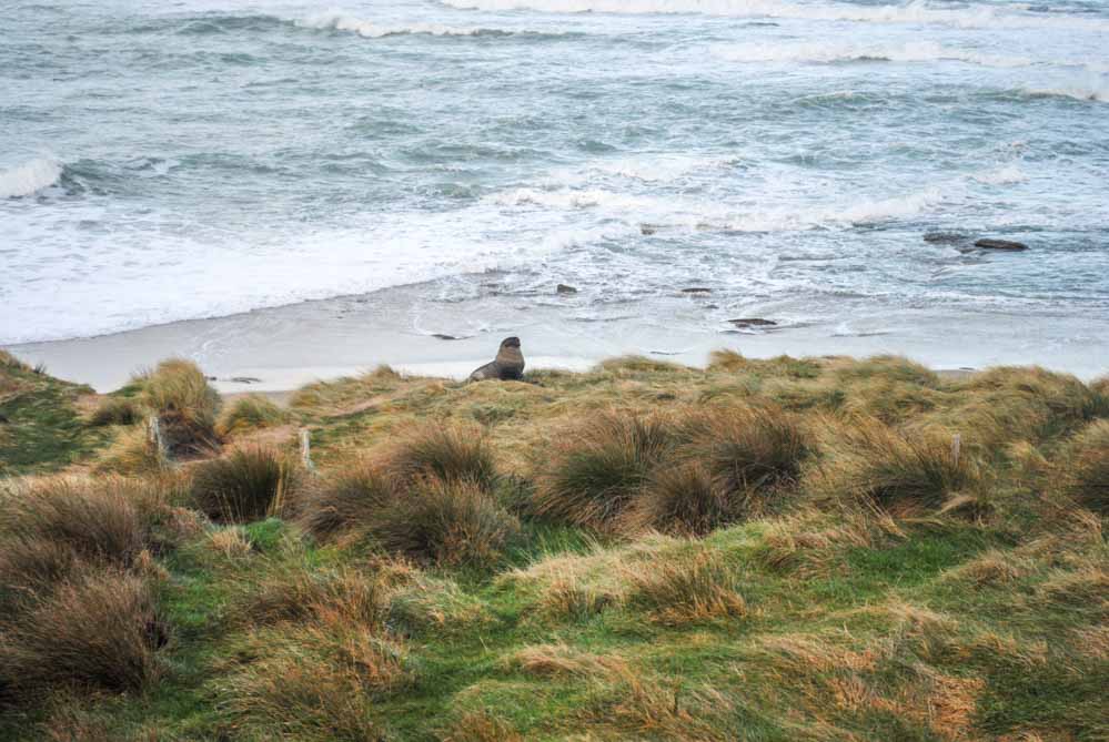 Sea Lion at Waipapa Bay, The Catlins