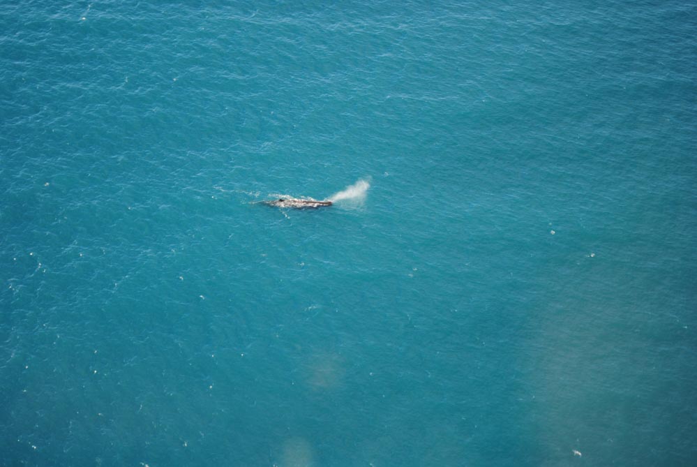 Seeing a whale from a Cessna in Kaikoura was a highlight of New Zealand