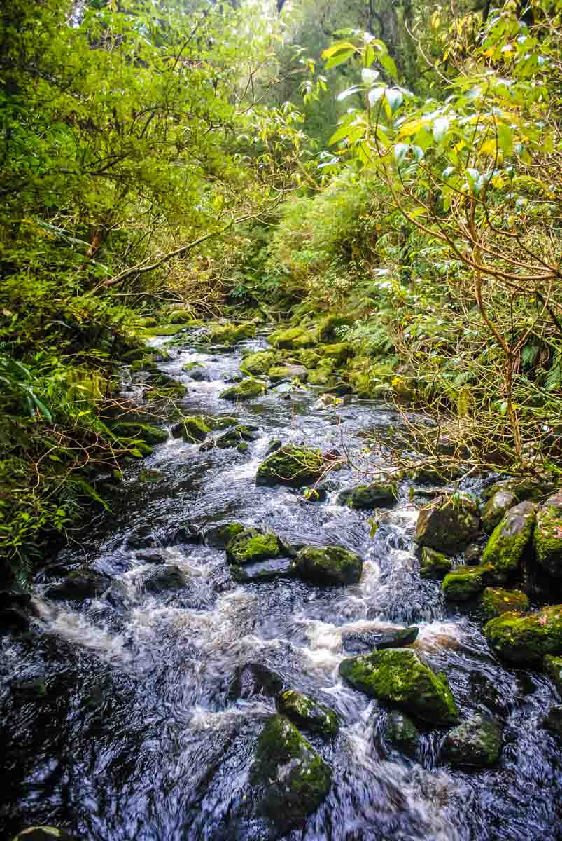 Creek on the way out to McLean Falls in the Catlins, New Zealand