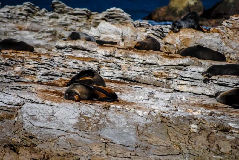 Seals on the Kaikoura Peninsula