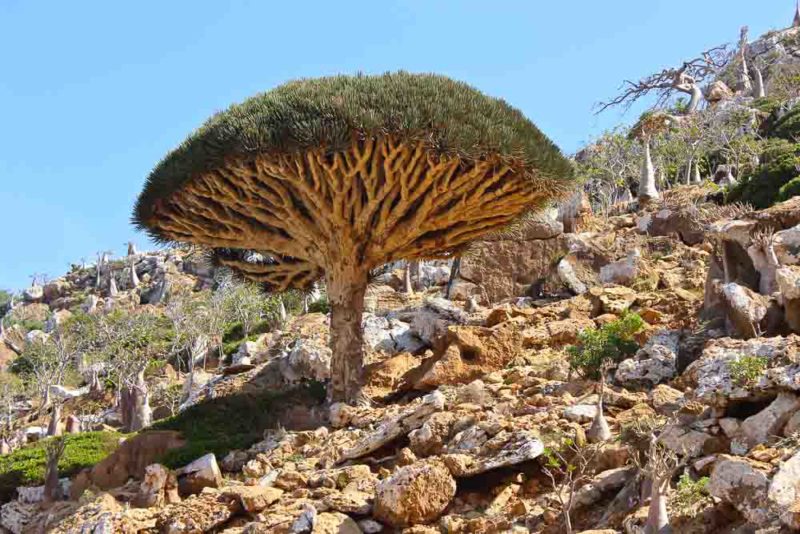 Endemic Dragon Blood Tree of Socotra