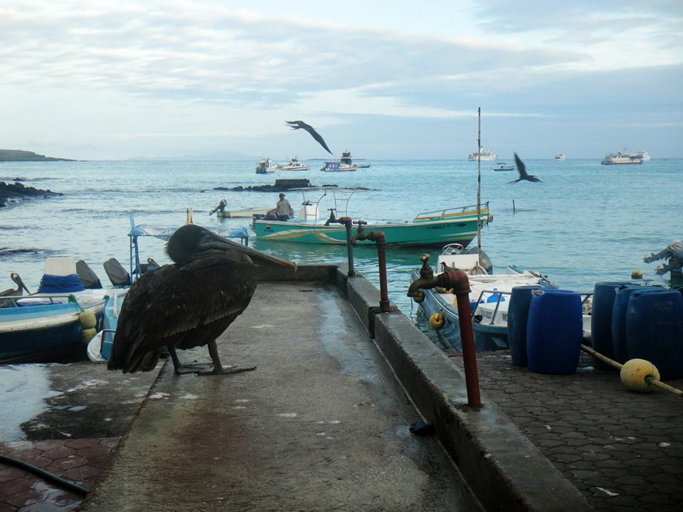 Biards and boats in the Galapagos Islands