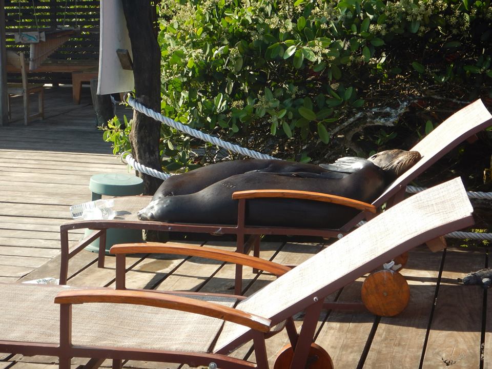 Sunbaking Seals in the Galapgos Islands