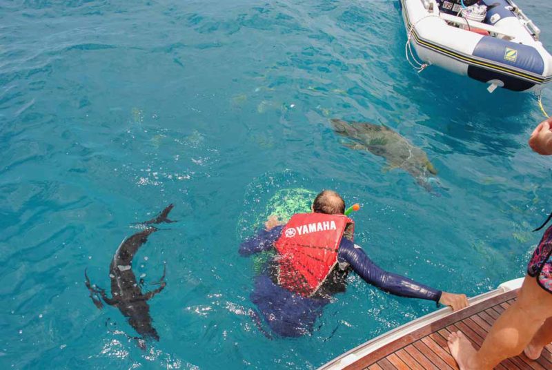 Dad being circled by fish at Bait Reef Whitsundays