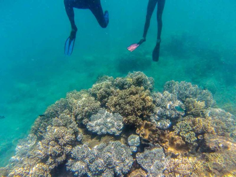 Snorkelling in the Whitsundays