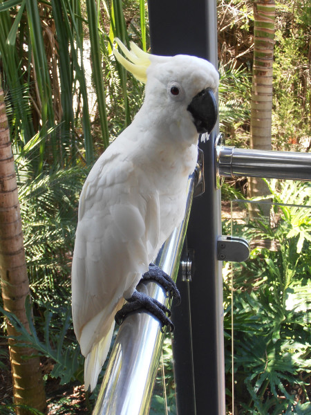 Cockatoo found on Hamilton Island