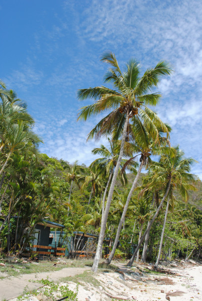 Palm Trees on South Molle Island
