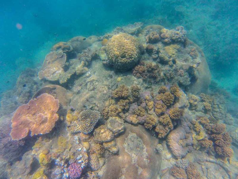 Snorkelling at Luncheon off Bay Hook Island