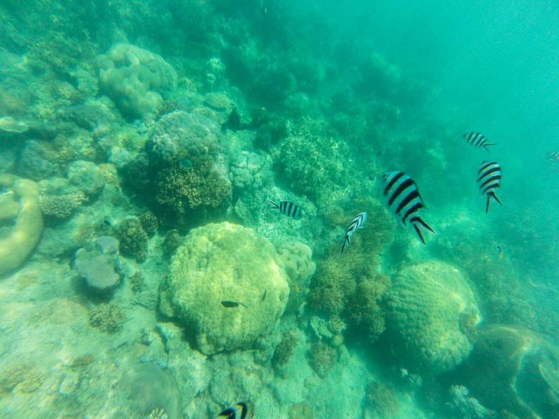 Zebra fish at Luncheon Bay Whitsundays