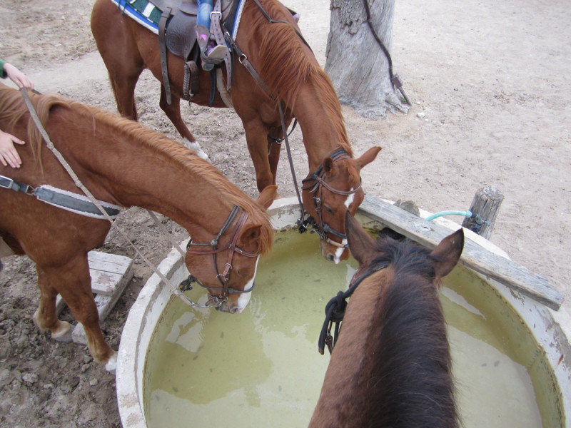 Horses drinking after a long ride