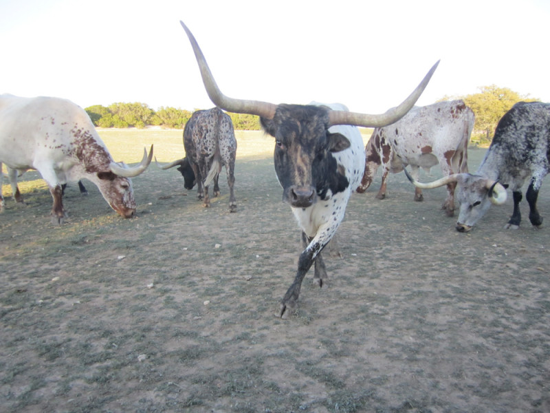 Longhorns at Silver spur dude ranch Bandera, Texas