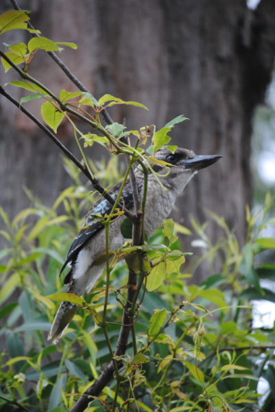 Kookaburra in Green Patch Camp ground Booderee National Jervis Bay