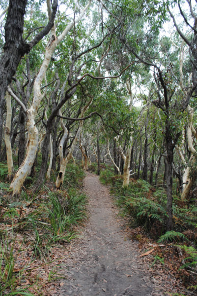 Walking along the White Sands Walk and Scribbly Gum Track