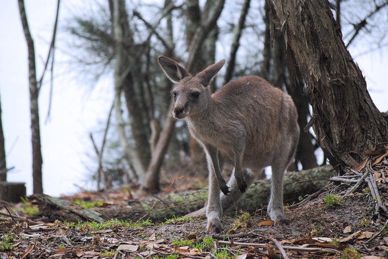 Kangaroo at Green Patch Camp ground Jervis bay