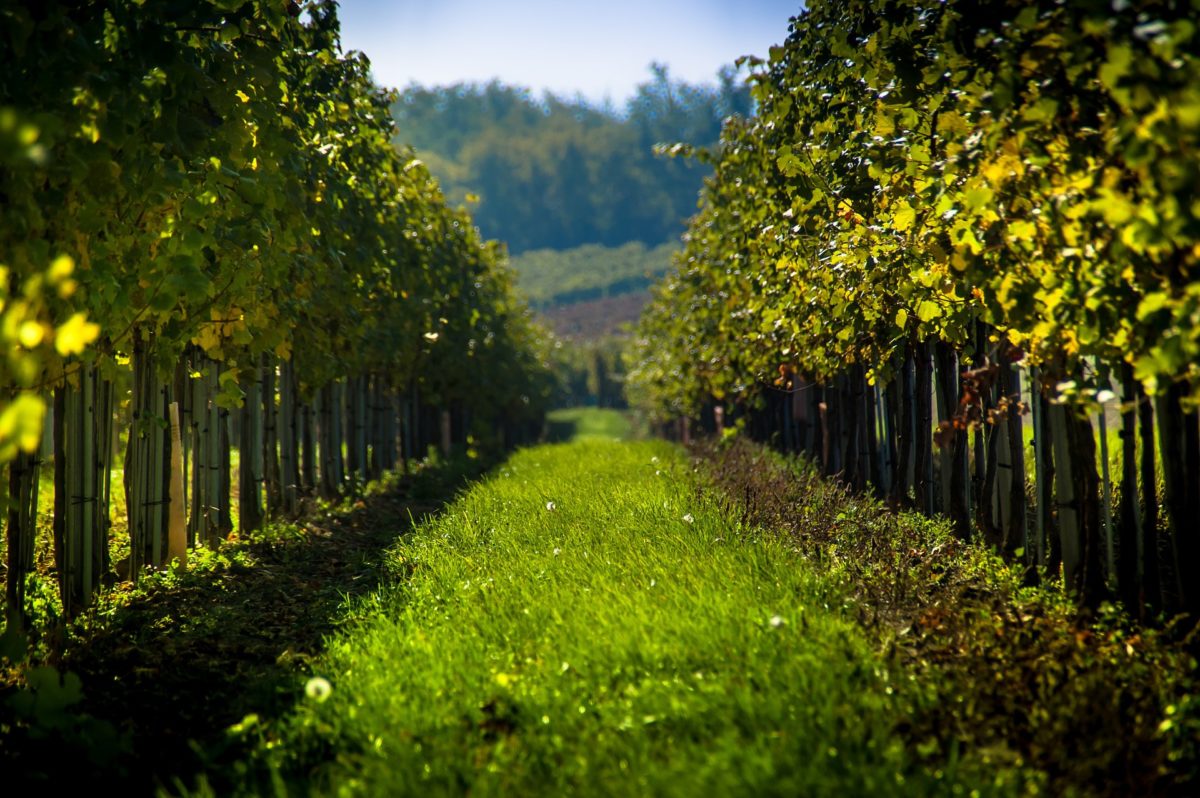 Yarra Valley vineyard a great day trip from melbourne