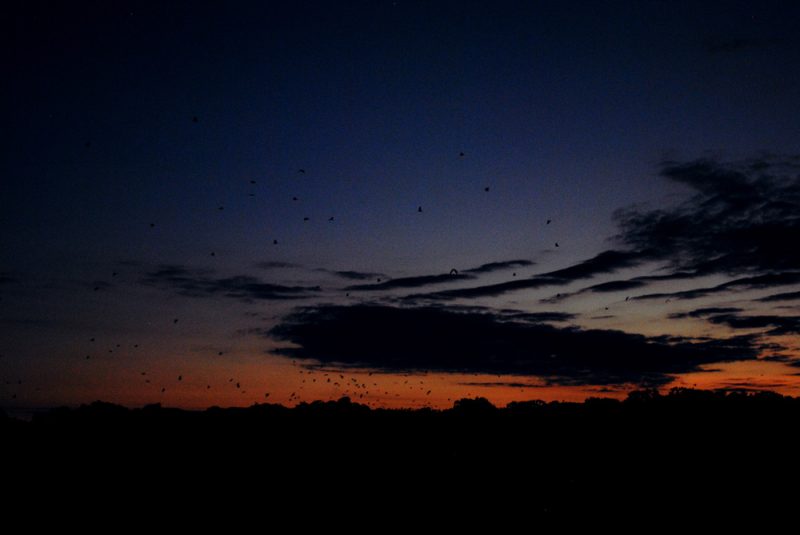 Fruit bats flying overhead at dusk in Komodo National Park