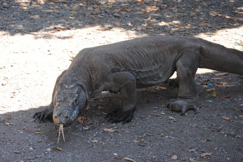 Komodo dragon in Komodo National Park