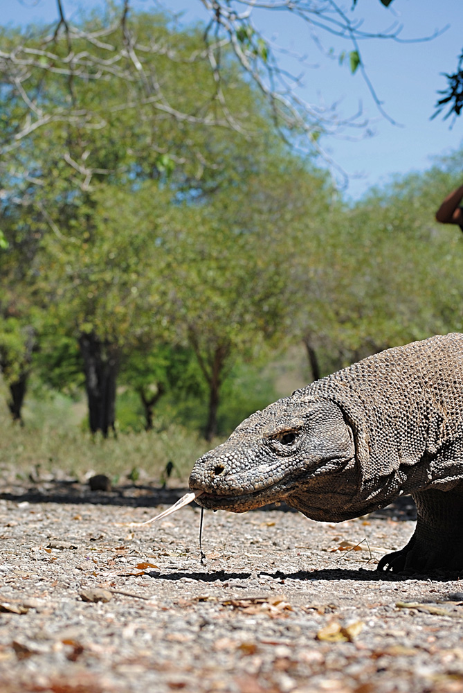 Komodo dragon in Komodo National Park