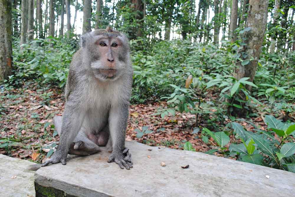 Monkey at the Ubud monkey forest