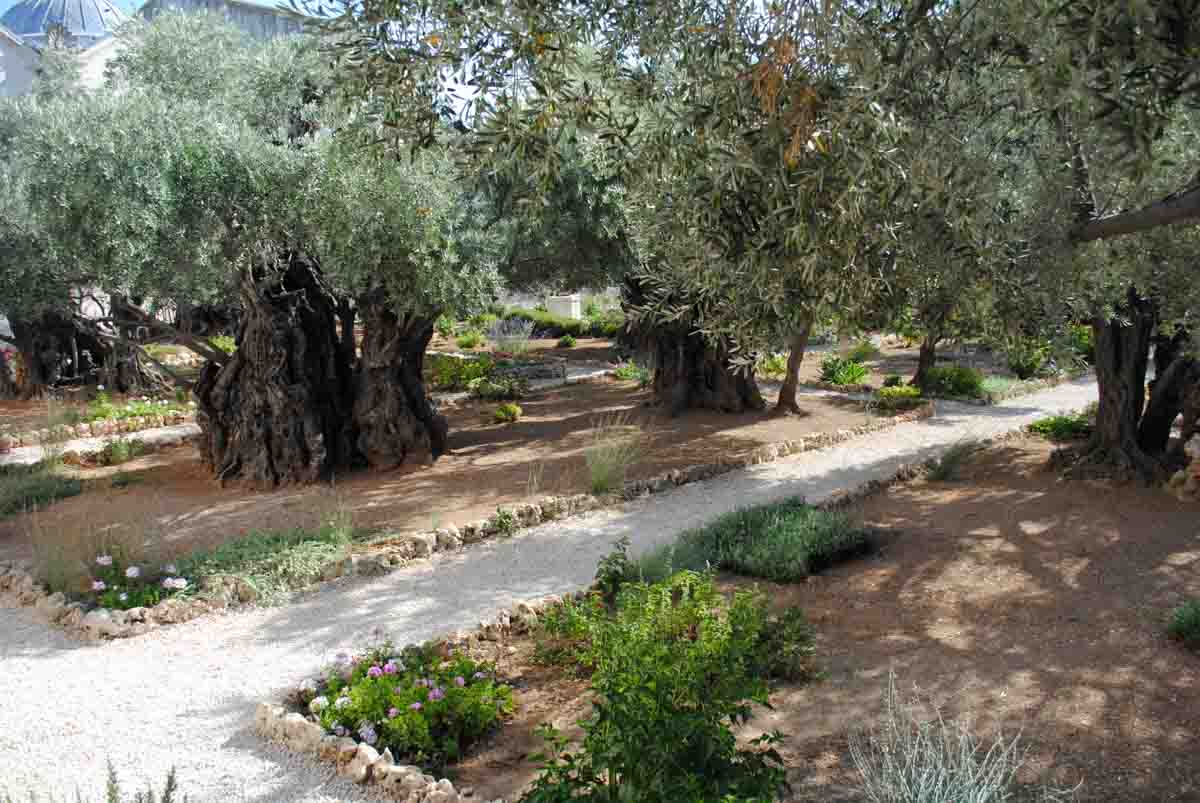 Garden of Gethsemane in Jerusalem Israel