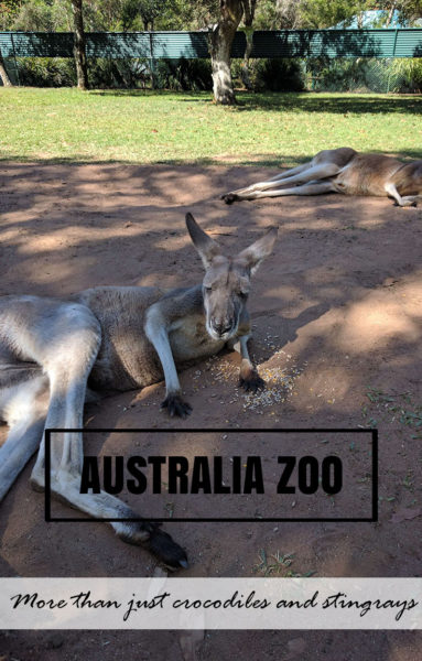 Australia Zoo - More than just crocodiles and stingrays