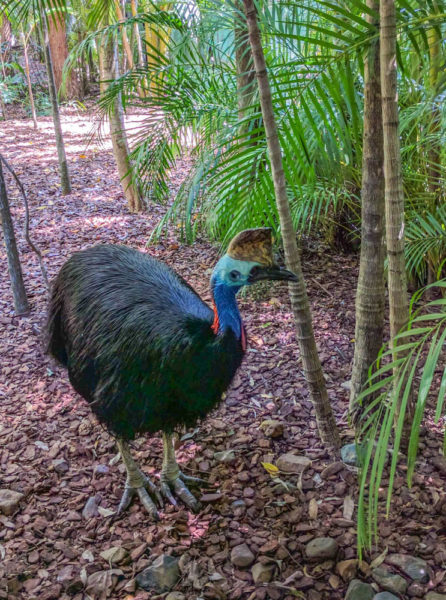 Cassowary at the Australia Zoo Qld