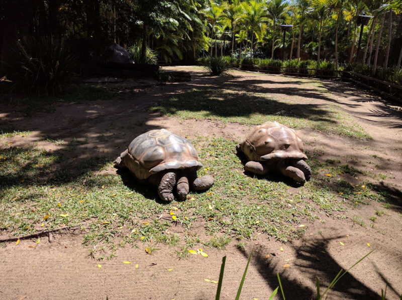 Giant Tortoises at Australia Zoo