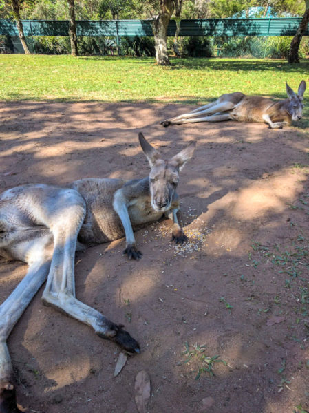 Kangaroos Lazing around at Australia Zoo, Qld