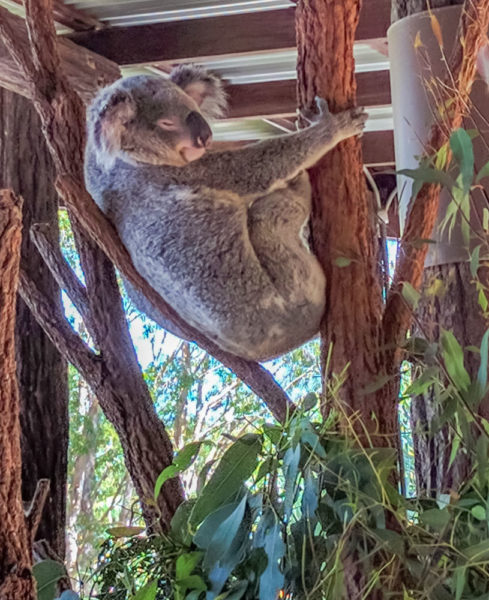 Sleeping Koala at the Australia Zoo Qld-2