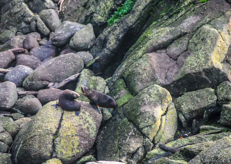 Seal Colony Tauranga Bay near Westport New Zealand