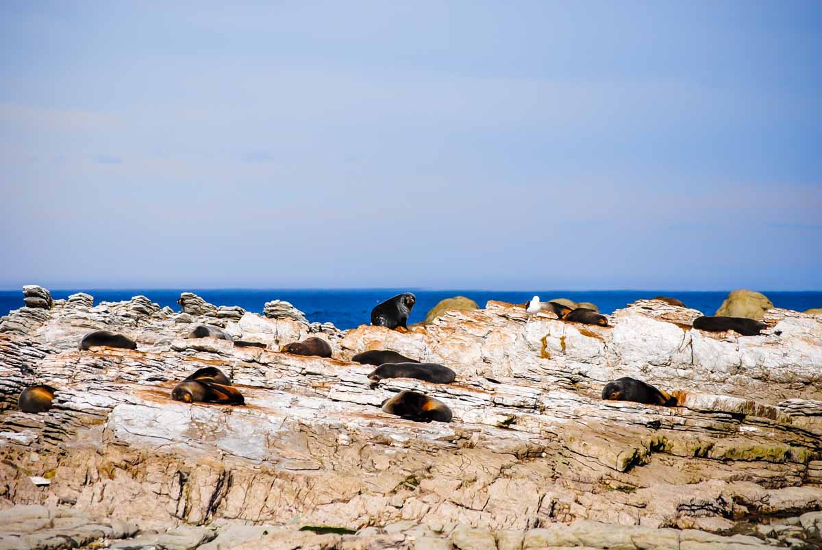 Seals on the Kaikoura Peninsula