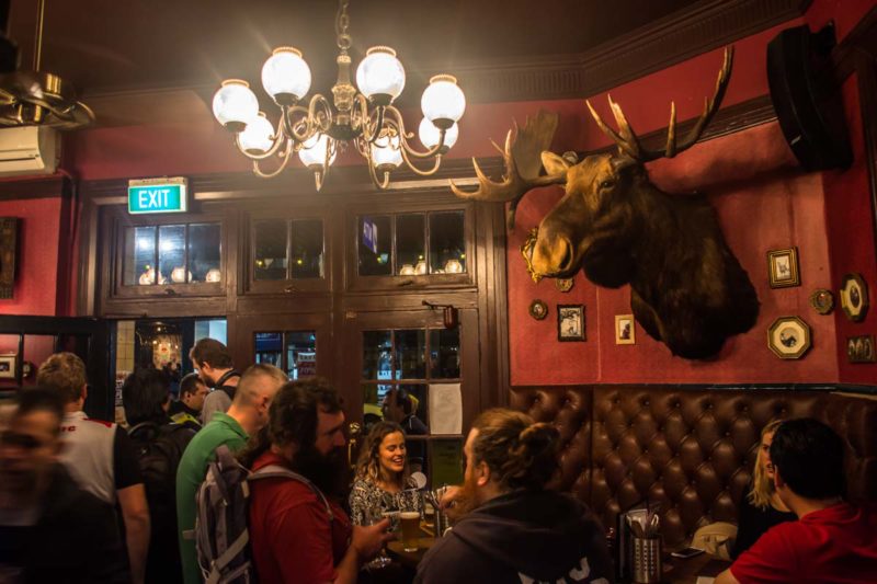 Keg n Brew Pub Surry Hills Sydney Moose head