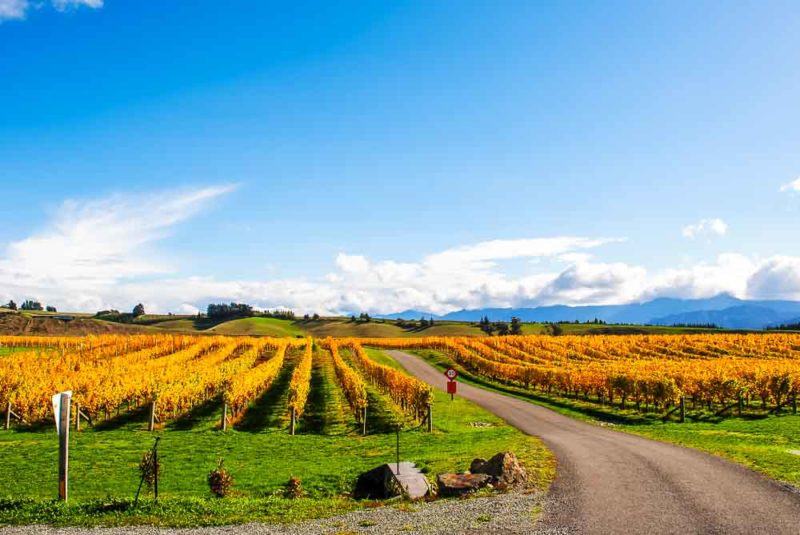 Vineyards through Marlborough wine country