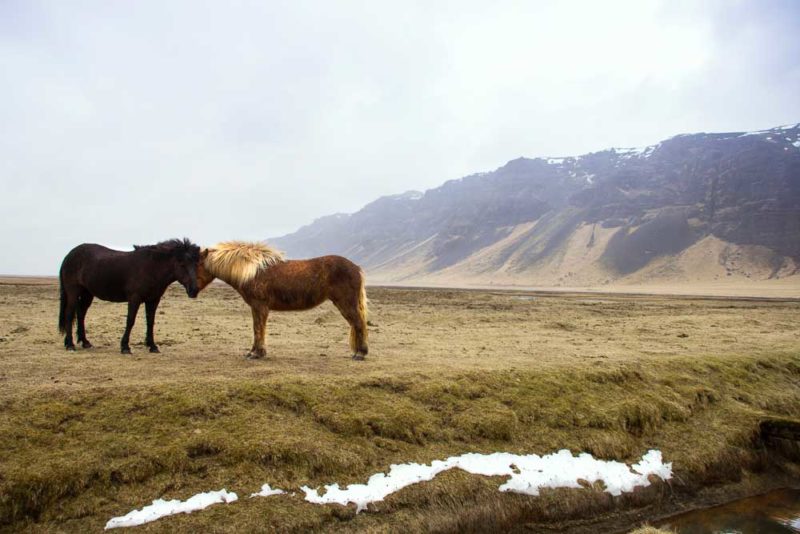 Wild ponies in Iceland-sm