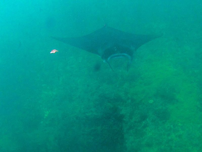 Manta Ray in Manta Bay Nusa Penida