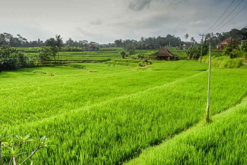 Magic view over rice fields from Karsa Cafe.