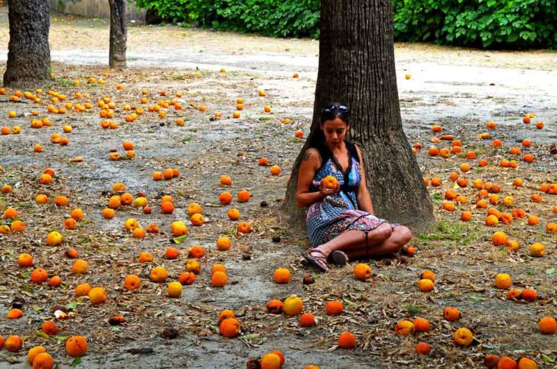 Sitting in a grove of orange trees in Seville
