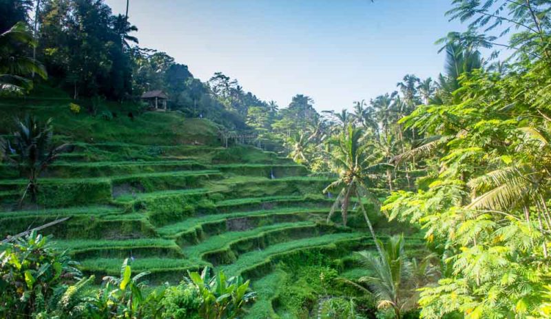 Tegallalang Rice Terraces Ubud Bali