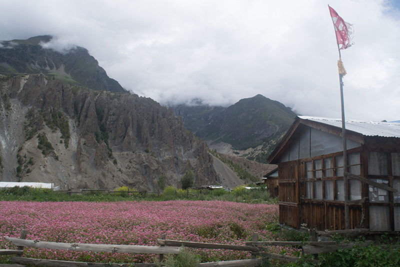 Flower gardens along the Annapurna Circuit Nepal