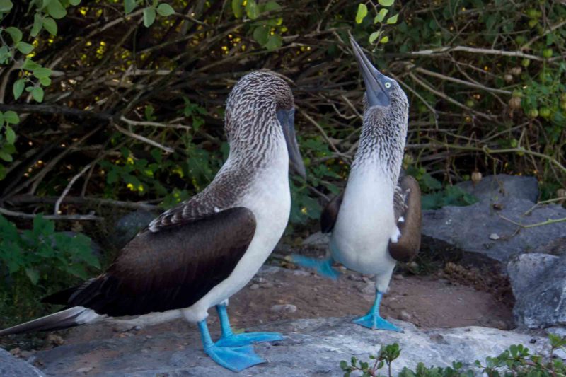 booby dancing, galapogos islands