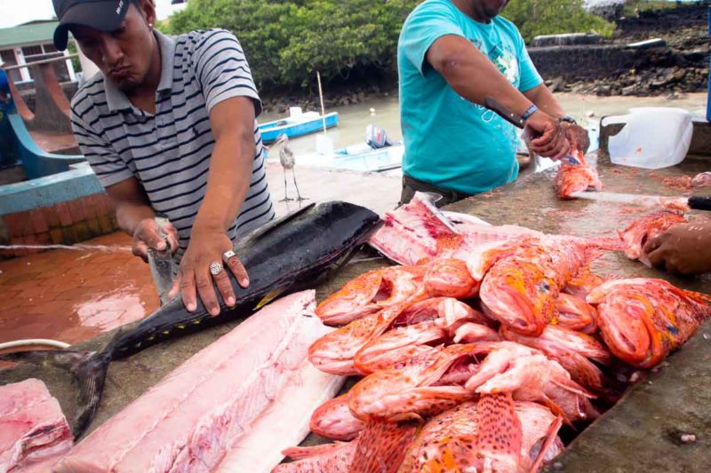 Filleting fish at the fish market 